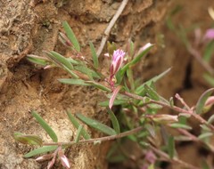 Polygala rupestris