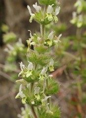 Sideritis hirsuta