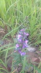 Angelonia angustifolia