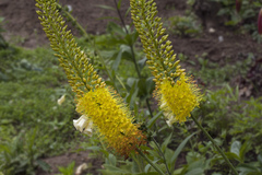 Eremurus stenophyllus