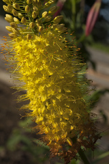 Eremurus stenophyllus