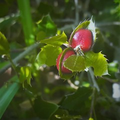 Plagiotrochus quercusilicis