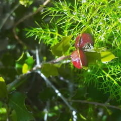 Plagiotrochus quercusilicis