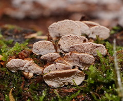 Panellus luxfilamentus