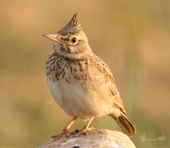 Galerida cristata