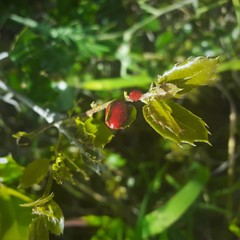 Plagiotrochus quercusilicis