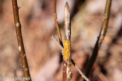 Aurantioporthe corni