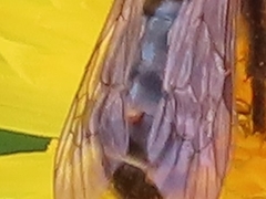 Strepsiptera