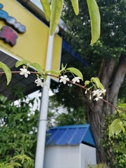 Wrightia religiosa