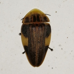 Aspisoma ignitum