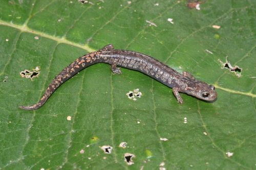 Mixteca False Brook Salamander