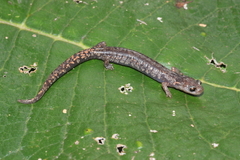 Mixteca Alta Salamander photo 2