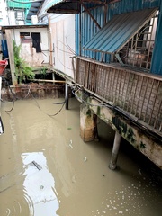 Varanus salvator macromaculatus