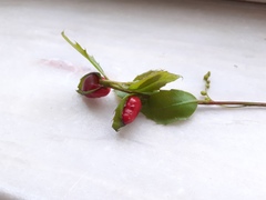 Plagiotrochus quercusilicis