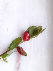 Plagiotrochus quercusilicis