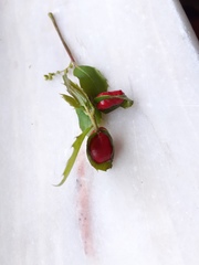 Plagiotrochus quercusilicis