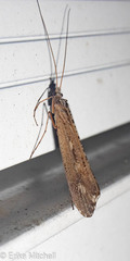 Glyphopsyche irrorata