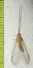 Italochrysa