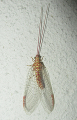 Italochrysa