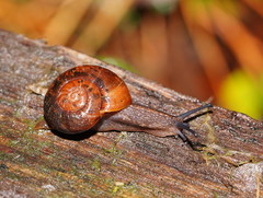 Austrorhytida glaciamans
