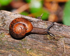 Austrorhytida glaciamans