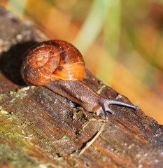 Austrorhytida glaciamans