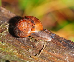 Austrorhytida glaciamans