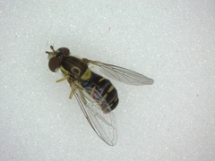 Sphaerophoria scripta
