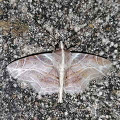 Dolichosomastis leucogrammica