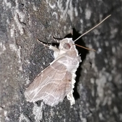 Dolichosomastis leucogrammica