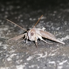 Dolichosomastis leucogrammica