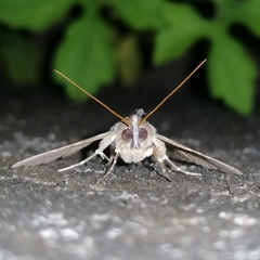 Dolichosomastis leucogrammica