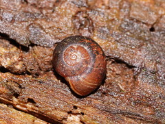 Austrorhytida glaciamans