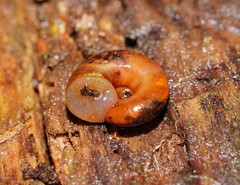 Austrorhytida glaciamans