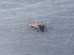 Andrena