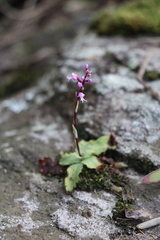 Stenoglottis modestus