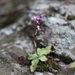 Stenoglottis modestus - Photo (c) Gail Bowers-Winters, some rights reserved (CC BY-NC), uploaded by Gail Bowers-Winters