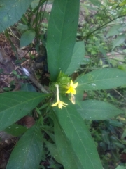 Barleria oenotheroides