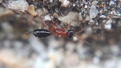 Thaumatogelis gallicus