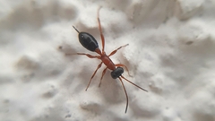 Thaumatogelis gallicus