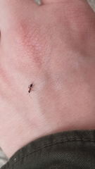 Thaumatogelis gallicus