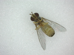 Sphaerophoria scripta