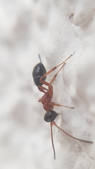 Thaumatogelis gallicus