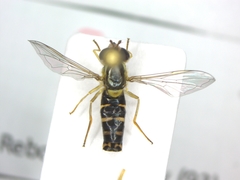 Sphaerophoria scripta