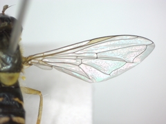 Sphaerophoria scripta