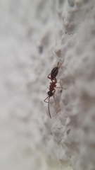 Thaumatogelis gallicus