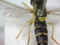 Sphaerophoria scripta