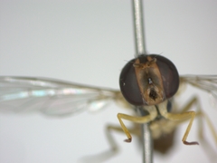 Sphaerophoria scripta