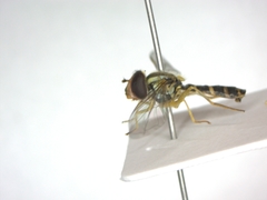 Sphaerophoria scripta