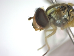 Sphaerophoria scripta